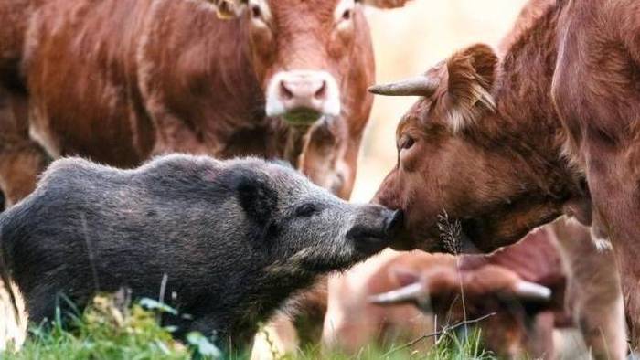 when sandwiches become friends