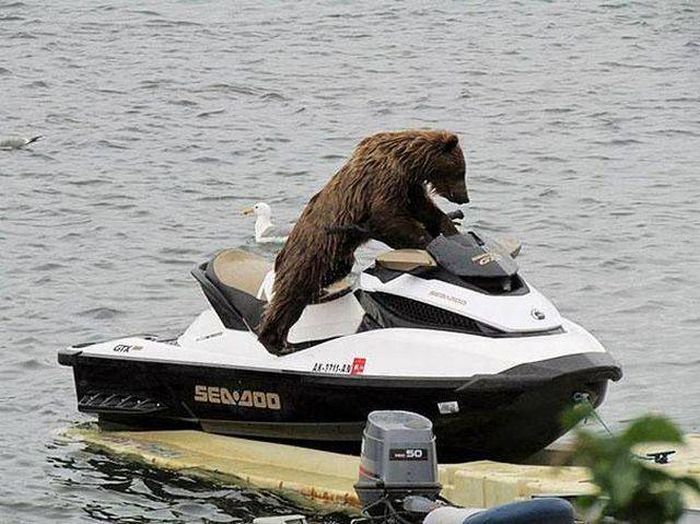 when stealing a jet ski wear a bear costume so no one does anything