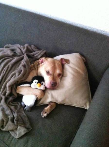 when therapy puppy needs a therapy penguin