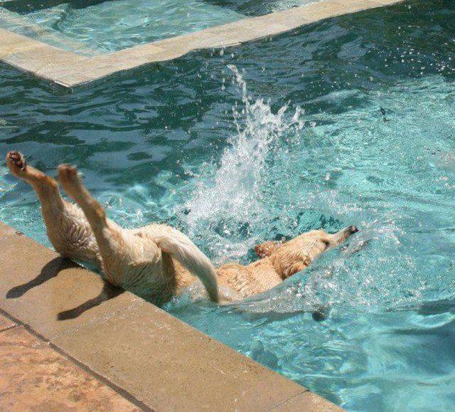 why you never see any champion olympic diver dogs