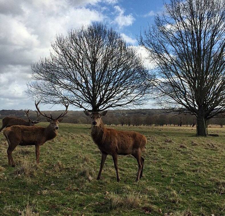 you know what they say about a deer with big antlers