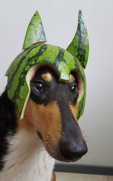 youre ready to serve knight watermelon dog